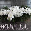 primula 2